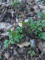 Cardamine graeca