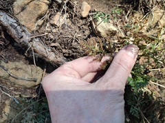Asplenium cuneifolium