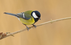 Parus major