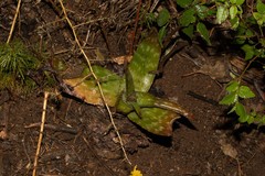 Aloe greatheadii
