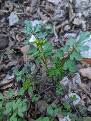 Cardamine graeca