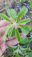 Croton argyranthemus