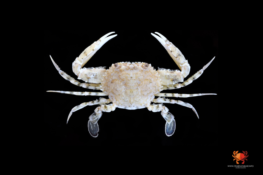 Cycloachelous granulatus