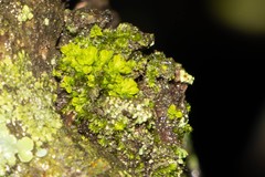 Syntrichia pagorum