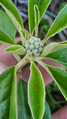 Croton argyranthemus