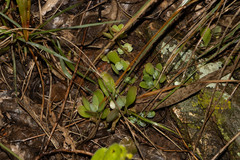 Kalanchoe rotundifolia
