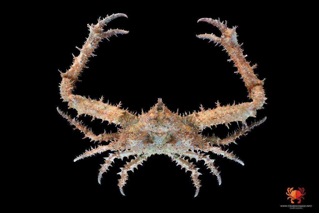 Daldorfia triangularis