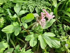 Corydalis cava marschalliana