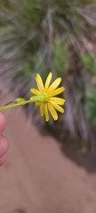 Senecio californicus