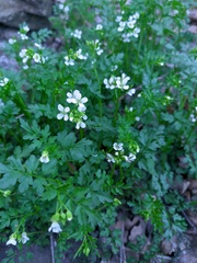 Cardamine graeca
