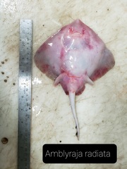 Amblyraja radiata