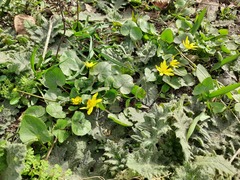 Ficaria verna calthifolia