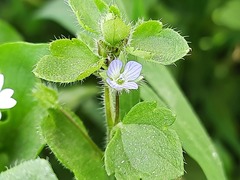Veronica hederifolia
