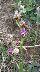 Ophrys heldreichii
