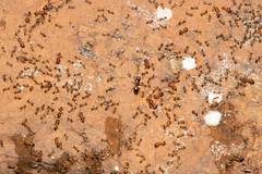 Pheidole megacephala