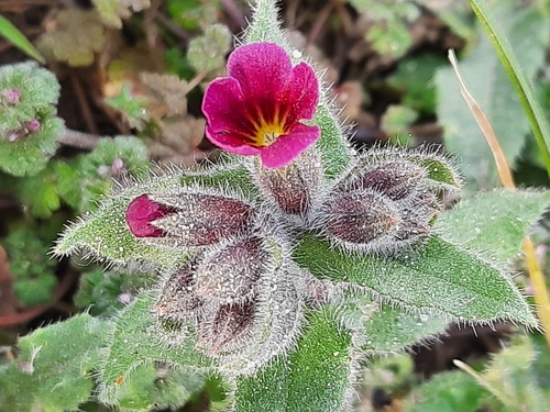 rose monkswort (Nonea rosea)