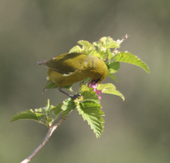 Chlorodrepanis virens