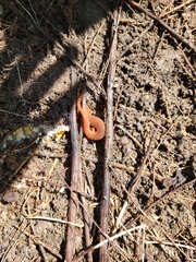 Pseudotriton montanus montanus