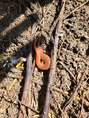 Pseudotriton montanus montanus