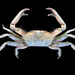 Convex Sentinel Crab - Photo (c) Ondřej Radosta, some rights reserved (CC BY-NC), uploaded by Ondřej Radosta