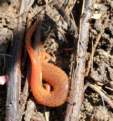 Pseudotriton montanus montanus