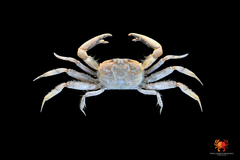 Macrophthalmus definitus