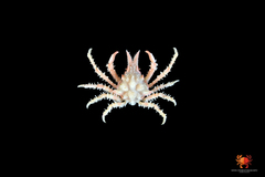 Oxypleurodon bipartitum