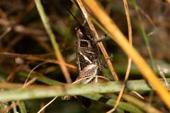 Catantops melanostictus