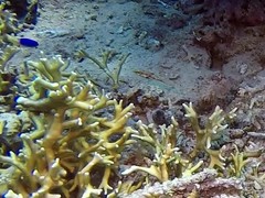 Halichoeres nebulosus