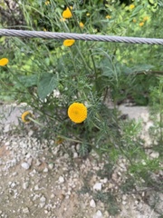 Anacyclus valentinus