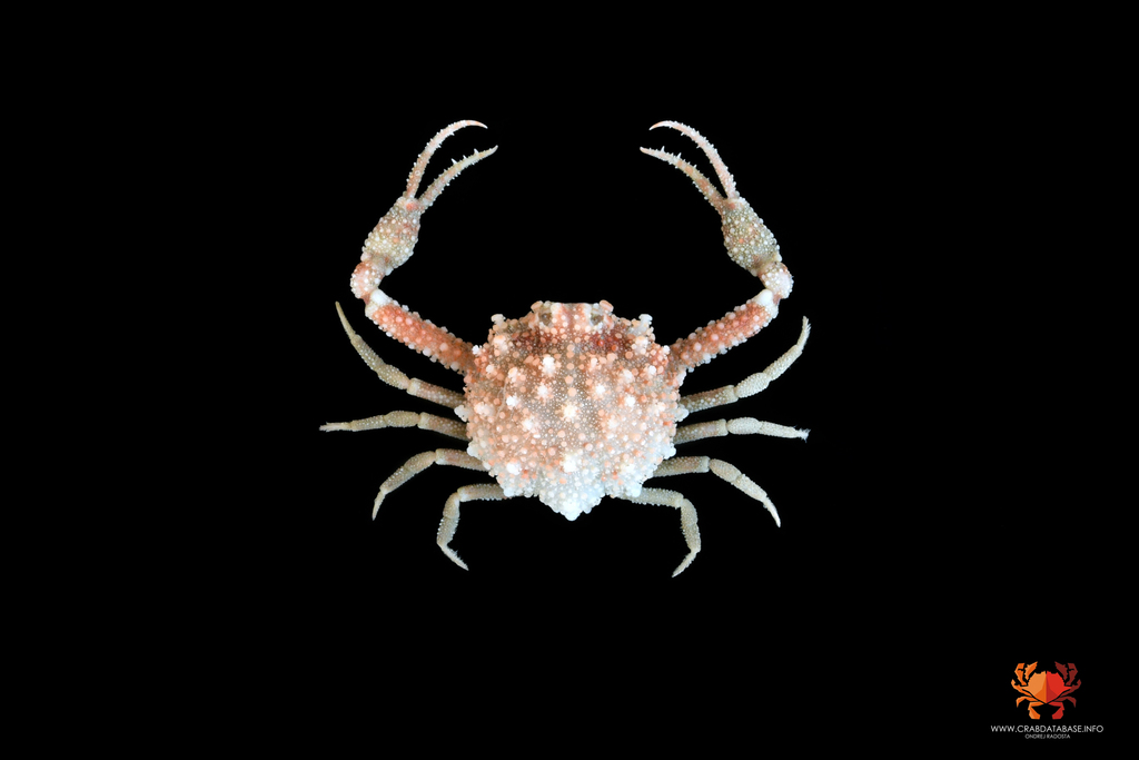 Iphiculidae