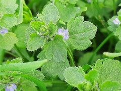 Veronica hederifolia