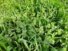 Veronica hederifolia