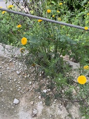 Anacyclus valentinus