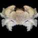 Common Hairy Crab - Photo (c) Ondřej Radosta, some rights reserved (CC BY-NC), uploaded by Ondřej Radosta