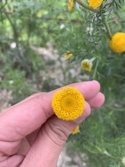 Anacyclus valentinus