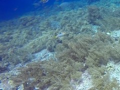 Halichoeres hortulanus