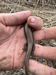 Plestiodon fasciatus