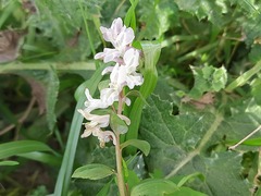 Corydalis cava marschalliana
