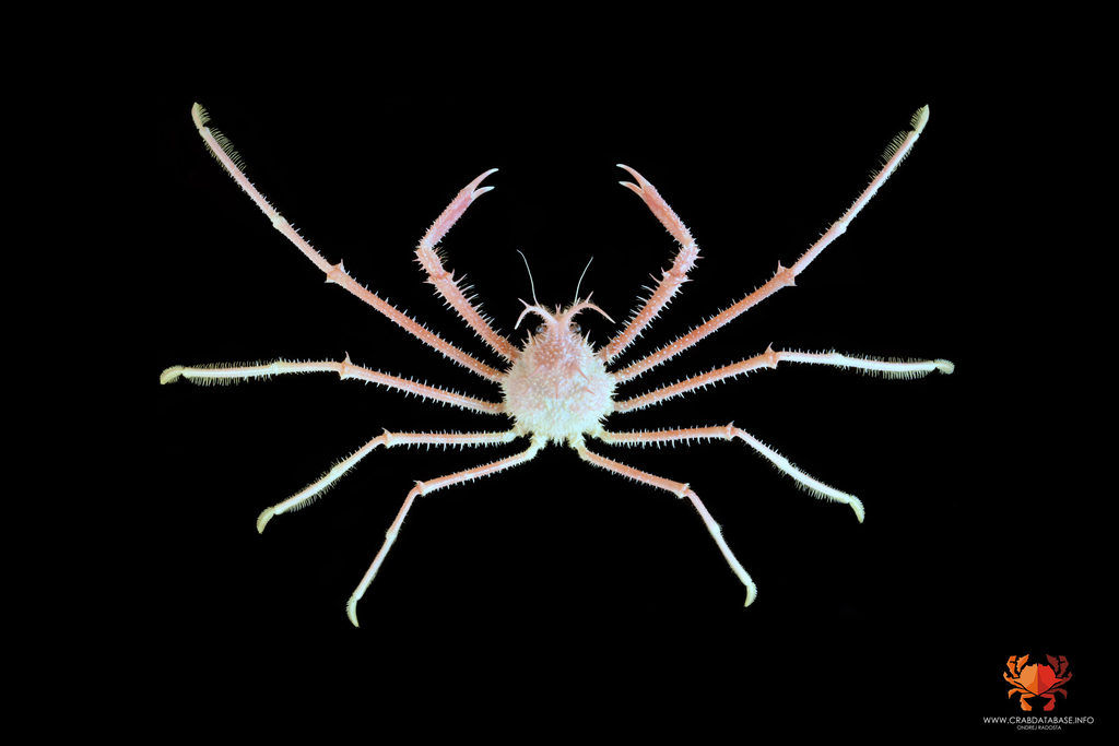 Pleistacantha