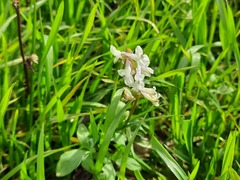 Corydalis cava marschalliana