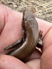 Plestiodon fasciatus