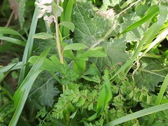 Corydalis cava marschalliana