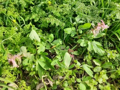 Corydalis cava marschalliana