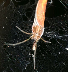 Fecenia
