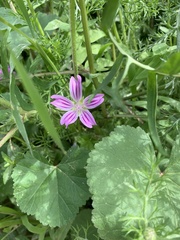 Malva multiflora