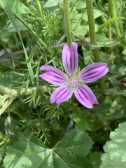 Malva multiflora