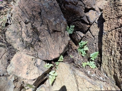 Asplenium cuneifolium