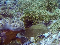 Thalassoma amblycephalus