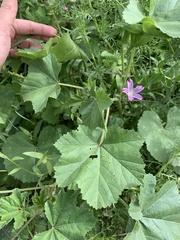 Malva multiflora